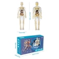 thumbnail image 3 of 3D Human Body Torso Model For Kid Anatomy Model Skeleton New Human Body Model Removable Parts Education Model Educational Science Kit Toy Anatomy Sets For Kids And Teens, 3 of 9