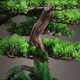 thumbnail image 4 of Plantas artificiales, bonsái Artificial, árbol de enebro, maceta de cerámica, bonsái de pino falso, simulación Zen, planta falsa, árbol bonsái Artificial, 4 of 7