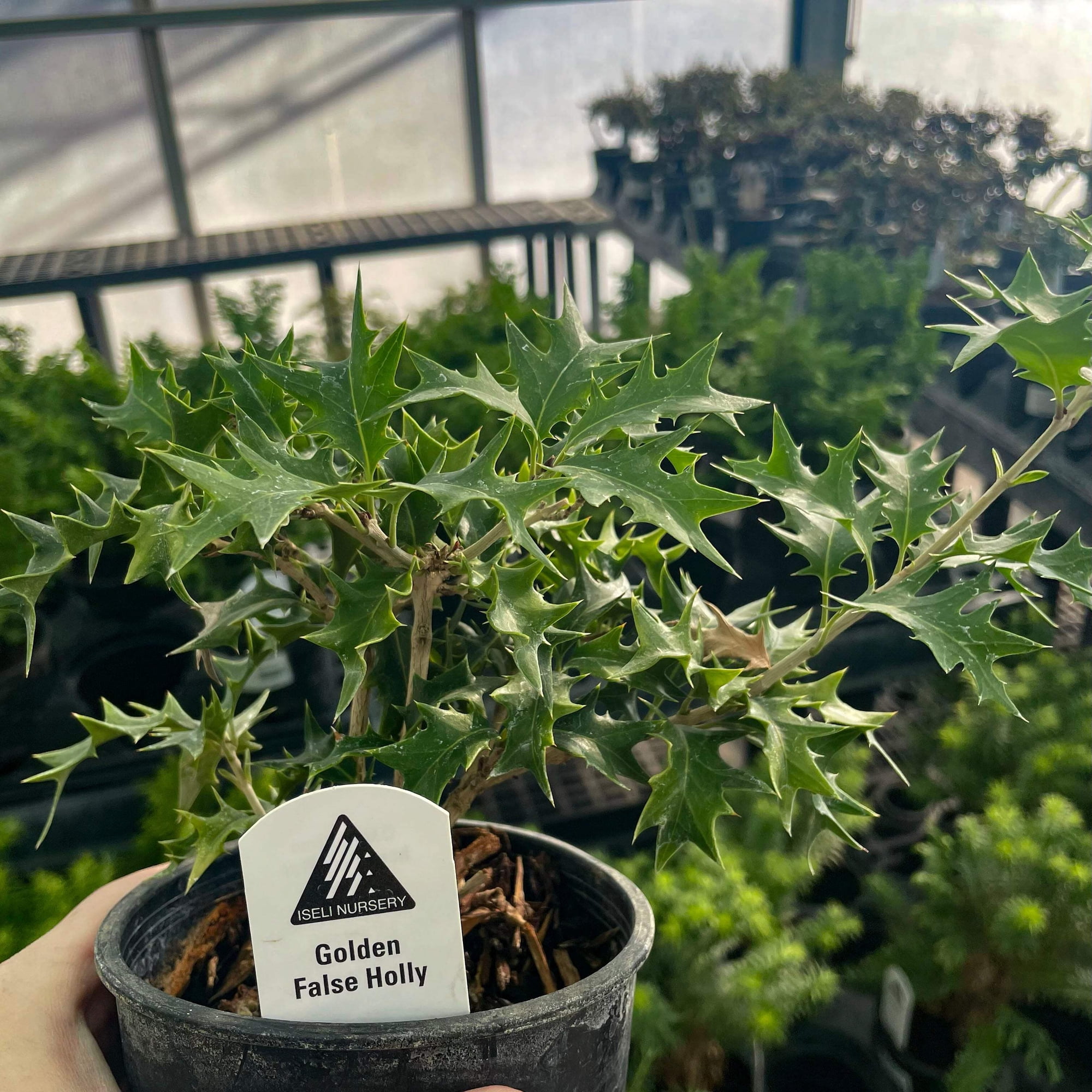 Ogon Japanese False Holly, Live Plant, 4" Growers Pot
