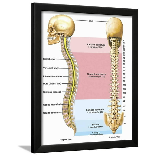 Amazon Com Emvency Canvas Wall Art 20 X20 Print Painting For Living Room Wall Decor Pain Spinal Cord Lumbar Vertebrae Part Of Human Skeleton Anatomy 3d Cartilage Spine Home Decoration Framed Waterproof Artwork Posters