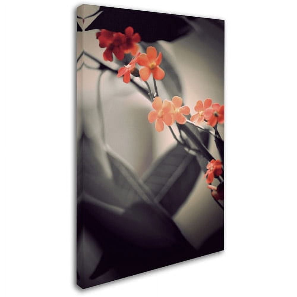 Trademark Fine Art "Soft Grey 1" Canvas Art by Philippe Sainte-Laudy