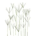thumbnail image 2 of Rosenthal, Barry 20x23 White Modern Wood Framed Museum Art Print Titled - Bermuda Grass, 2 of 4
