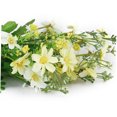 thumbnail image 5 of unbranded Flores Artificiales De Cineraria En Tela Y Plástico Para Decorar Casa Oficina Y Eventos, 5 of 5
