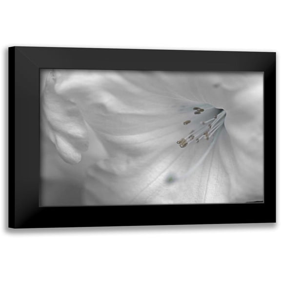 Crane, Rita 14x11 Black Modern Framed Museum Art Print Titled - White Rhodies II