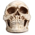 thumbnail image 1 of Modelo de cráneo humano de tamaño natural, réplica 1:1, cráneo humano adulto realista, 1 of 5