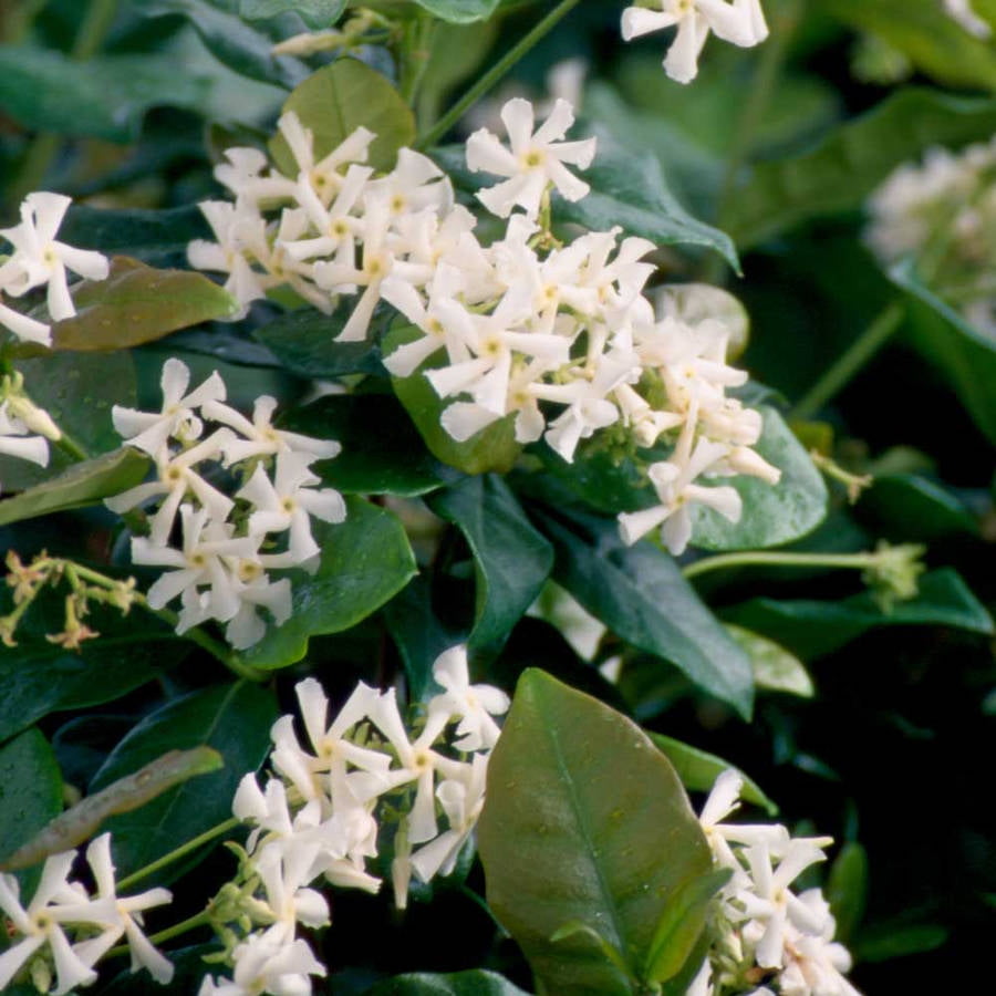 Flowerwood Outdoor Live Large Leaf Star Jasmine Flowering Bush 2.4 Gal