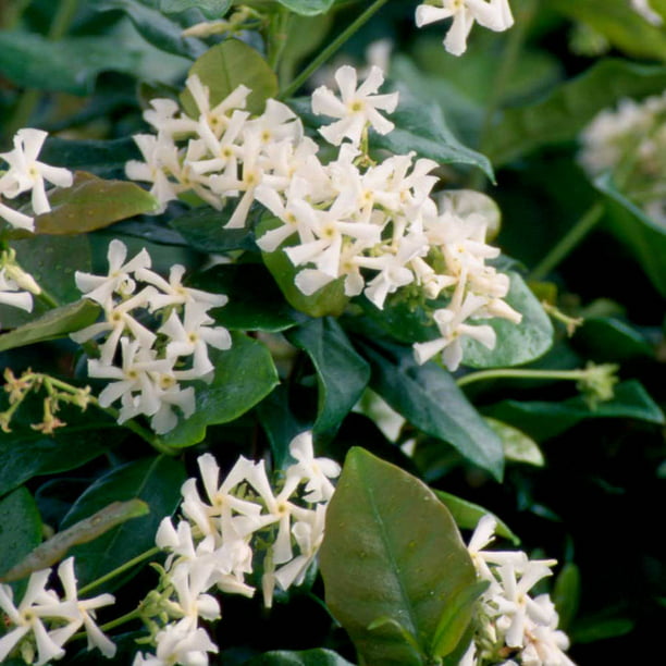 Star Jasmine 'Large Leaf' (2.4 Gallon) Aromatic White Blooming Evergreen  Vine - Full Sun Live Outdoor Plant