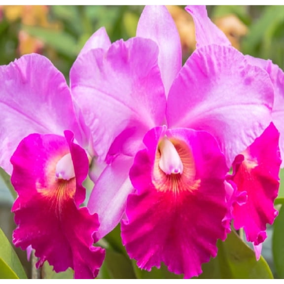 Discount Hawaiian Gifts Cattleya Orchid 4 in Pink Hawaiian Pink Cattleya Orchid Live Plants in 2 in Pot, Easy to Grow
