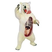 HANSEN - GAME GIFT & TOY COMPANY Brown Bear Anatomy Model