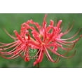 thumbnail image 4 of Heirloom Red Spider Lily (Lycoris Radiata) Bulbs Fall-Blooming Perennial for Southern Climates 5 Pcs, 4 of 7