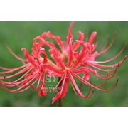Heirloom Red Spider Lily (Lycoris Radiata) Bulbs Fall-Blooming Perennial for Southern Climates 5 Pcs