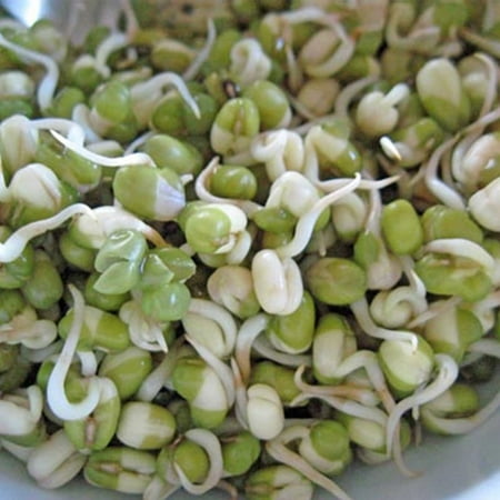 Mung Bean Sprouting Seeds - 1 Lb - Organic, Non-GMO - Sprouts, Food Storage, Vegetable