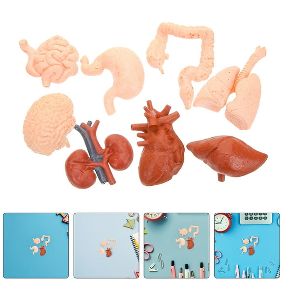 WHAMVOX 2 Sets Human Organ Model Human Anatomy Toy Halloween Fake Simulation Human Body Parts for Kids Physiology Study Tools Halloween Decor