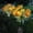 B, variant on Solar Rose Garden Lights, Solar Flower Lights, Waterproof LED Decorative Stake Landscape Lights Flower Decorations for Yard Patio Path Cemetery Grave