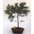 thumbnail image 6 of Live Brush Cherry Bonsai Tree in Ceramic Planter - Single, 6 of 7