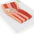 thumbnail image 4 of Material de laboratorio de modelo de sección de resonancia magnética muscular de articulación de codo de PVC de tamaño : 1, 4 of 8