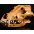 thumbnail image 1 of GUOOL Fake Realistic Resin Animal Head Skeleton for Home Hotel Decor 3, 1 of 2