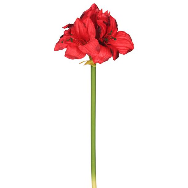 Single Amaryllis Floral Stem, Red 3 Per Bag
