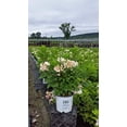 thumbnail image 2 of Little Quick Fire® Panicle Hydrangea, 2 of 3