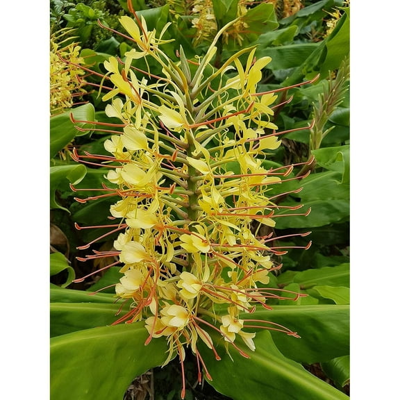 Hawaiian Starter Kahili Yellow Ginger Plant "6 - 10" Rooted in 2.5" Pot Shade