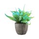 thumbnail image 1 of Bearachild Decoración artificial elegante de la planta en conserva fácil limpiar el árbol artificial del dinero en pote respetuoso del medio Decoración Rosa azul, 1 of 6