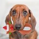thumbnail image 5 of Juguetes para mascotas de látex con forma de reno para perros, chirriantes, para la dentición, de Navidad, interactivos, para masticar, para cachorros, 5 of 6