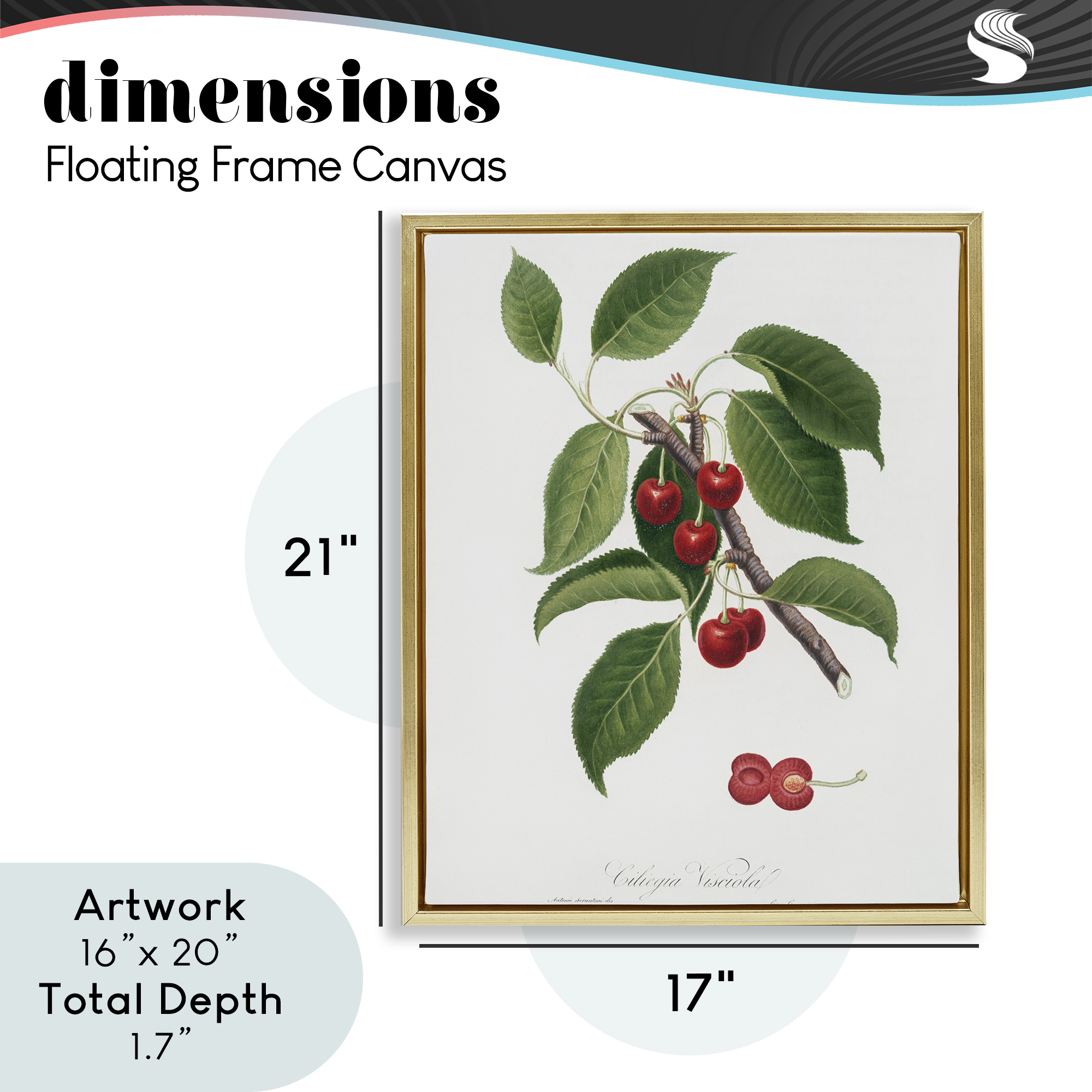 Latin Study of Cherry Plant Gold Framed Floater Canvas Wall Art, design by Lettered and Lined