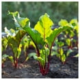 thumbnail image 4 of Everwilde Farms - 1 lb Bulls Blood Beet Seeds - Gold Vault Bulk Seed Packet, 4 of 4
