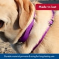 thumbnail image 3 of Collar para perro Coastal con hebilla metálica ajustable, color morado, 2 cm x 36-51 cm, 3 of 7