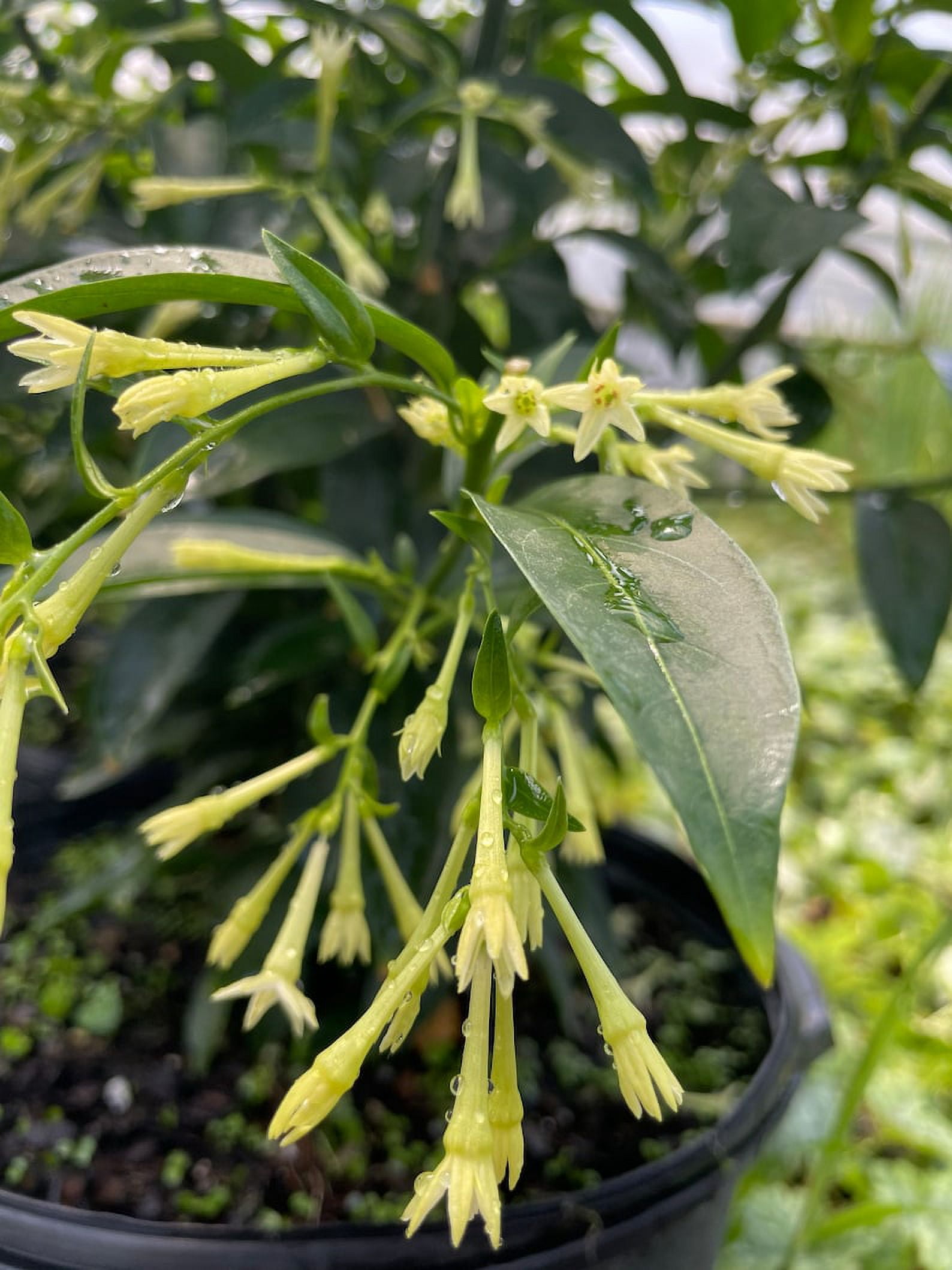 3 Fragrant Night Blooming Jasmine in 4 inch pots
