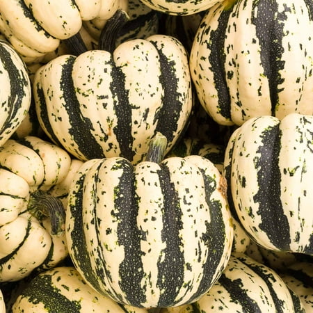 Sunburst Squash Seed - Sweet Dumpling Winter Squash Garden Seeds - 1 Oz - Heirloom, Non-GMO - Vegetable Gardening Seed