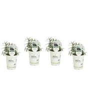 4.25 in. Grande Proven Selections Prime Rosemary, Live Plant, Herb (Pack of 4)