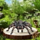 thumbnail image 5 of Figuras de realistas Accesorios de juguetes preescolares Juegos de juegos Figura de aprendizaje de plástico Figura de animal de simulación realista para suministros de fiesta Pequeña perfke Figuras de Araña, 5 of 9