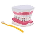 thumbnail image 1 of Milaget Mouth Dental Teeth Tongue Model with Removable Lower Teeth Magnification 2x B, 1 of 9
