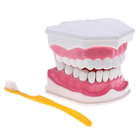 Standard Model (Magnification 2X) School Teaching Tools - with Removable And Toothbrush Aids