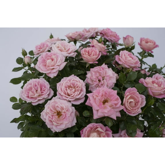 Pink Sunblaze® Miniature Rose Bush - Hardy - 2.5" Pot