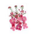 thumbnail image 3 of Flores prensadas secas Strade Fareast Limited Material de fabricación DIY Rosa rojo, 3 of 8