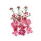 thumbnail image 3 of Flores prensadas secas Strade Fareast Limited Material de fabricación DIY Rosa rojo, 3 of 8