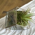 thumbnail image 2 of Ashland Decorative Moss, 12 Pack, 2 of 2