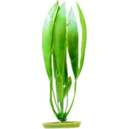 Amazon Sword Plant