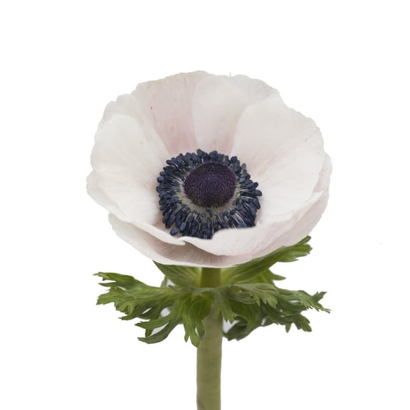 Anemones 140 Stems of Light Pink Farm Direct Fresh Cut Flowers by Bloomingmore