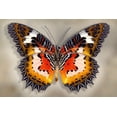 thumbnail image 2 of Reynolds, Richard 24x17 White Modern Wood Framed Museum Art Print Titled - Malay Lacewing, 2 of 4