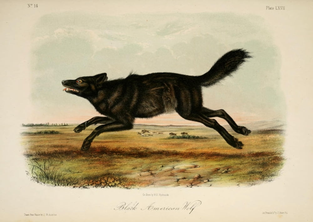 Quadrupeds Of N Ame