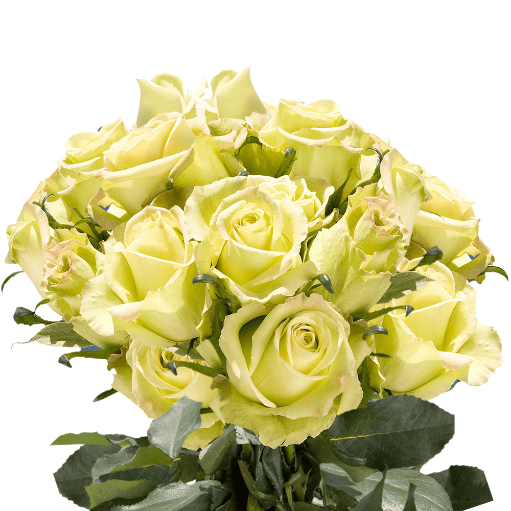 50 Stems of Jade Roses Fresh Flower Delivery Walmart