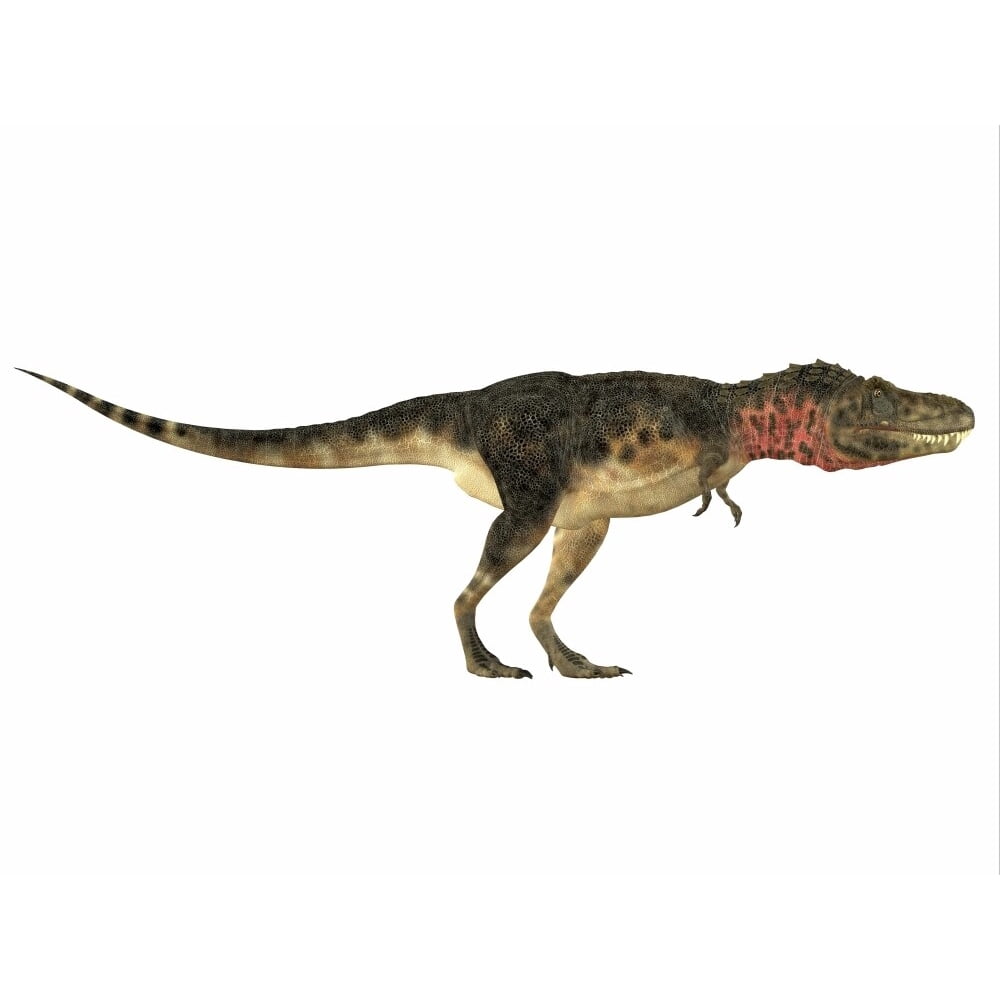 Tarbosaurus was a carnivorous theropod dinosaur that lived during the Cretaceous Period of Asia