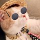 thumbnail image 4 of Funny Pet Classic Vintage gafas de sol redondas y cadena de oro collar gato cachorro Adepaton CPB-DE-LYY2146-3, 4 of 5