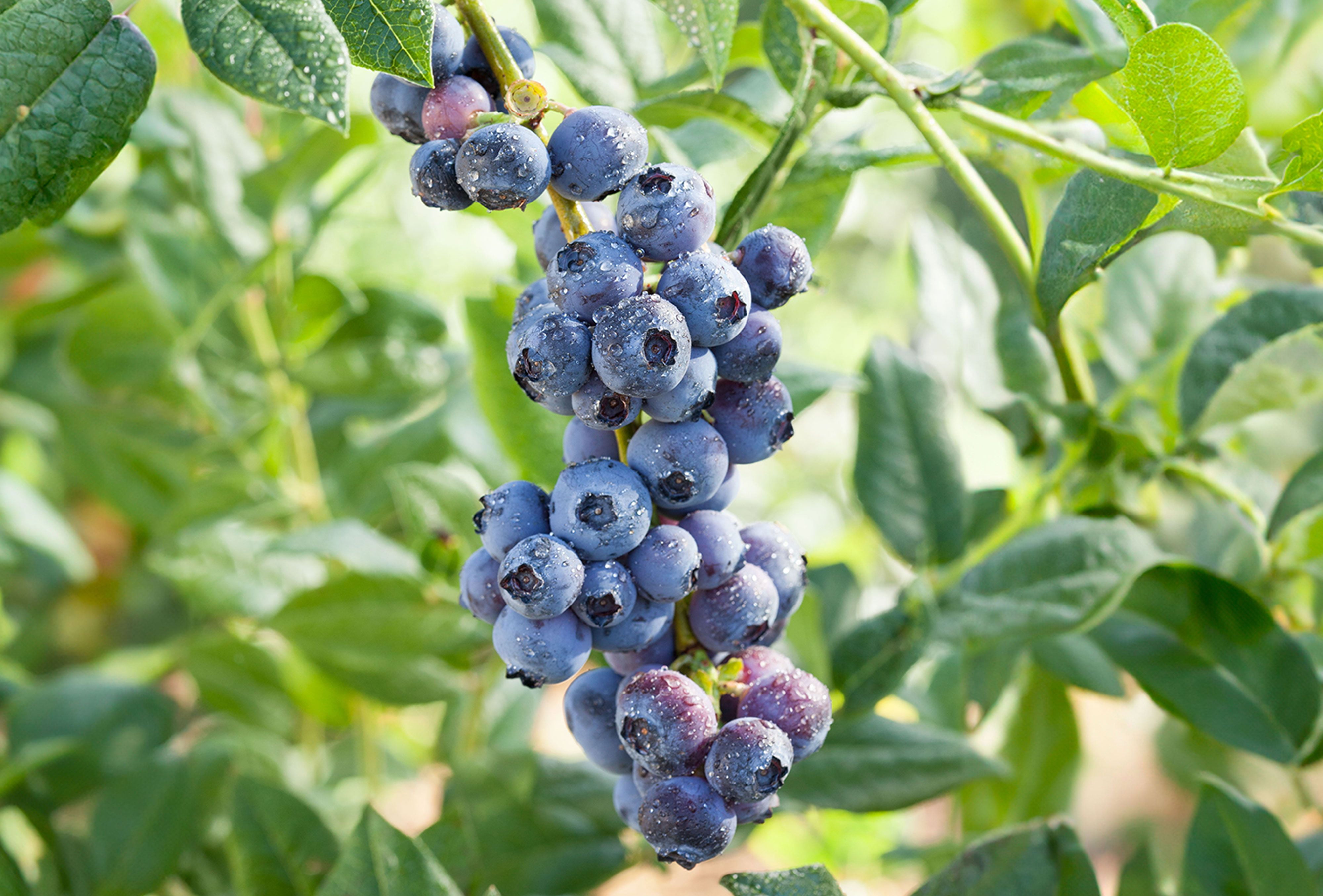 Expert Gardener 2.5QT Blueberry Edible Fruit Deciduous Live Plants