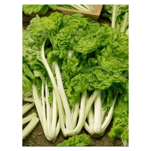 Swiss Chard Lucullus Garden Heirloom Vegetable Seeds (1/4 Lb Seeds)