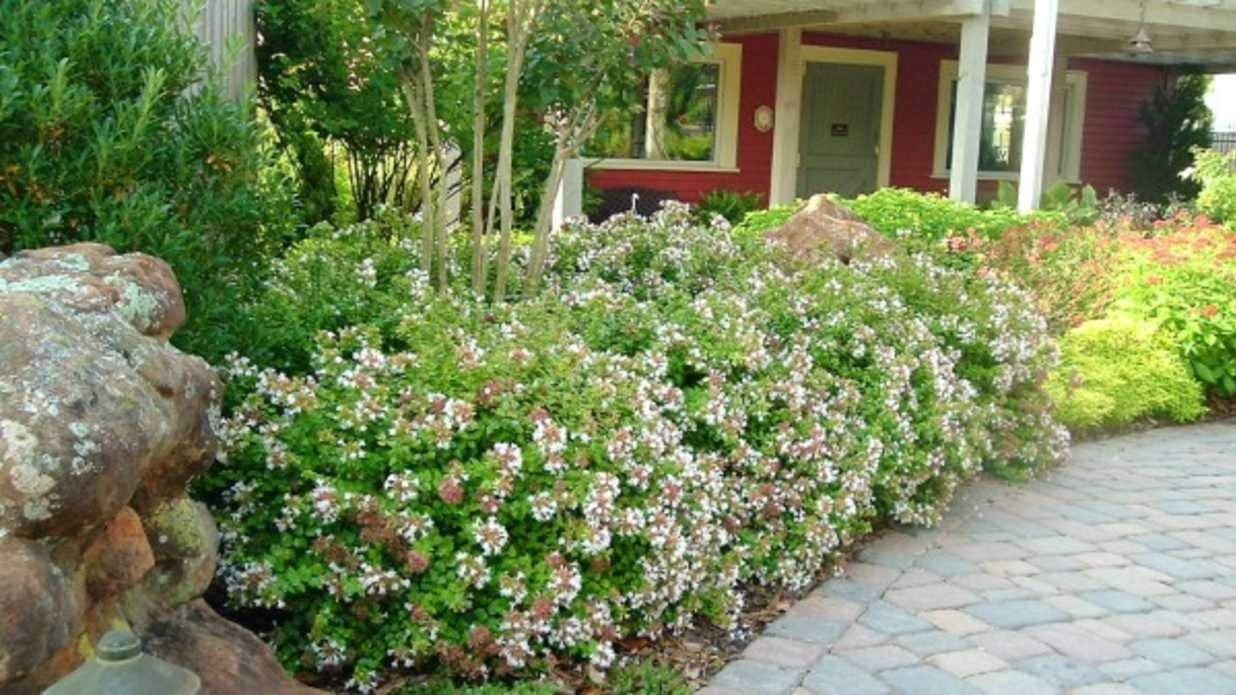 Abelia Chinensis Rose Creek - 3 Live Plants - Flowering Deer Resistant Butterfly Attracting Shrub