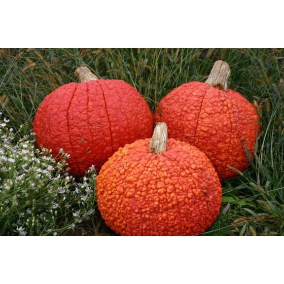 Red Warty Thing Pumpkin Seeds for Planting (10 Seeds) - Ships from Iowa, USA